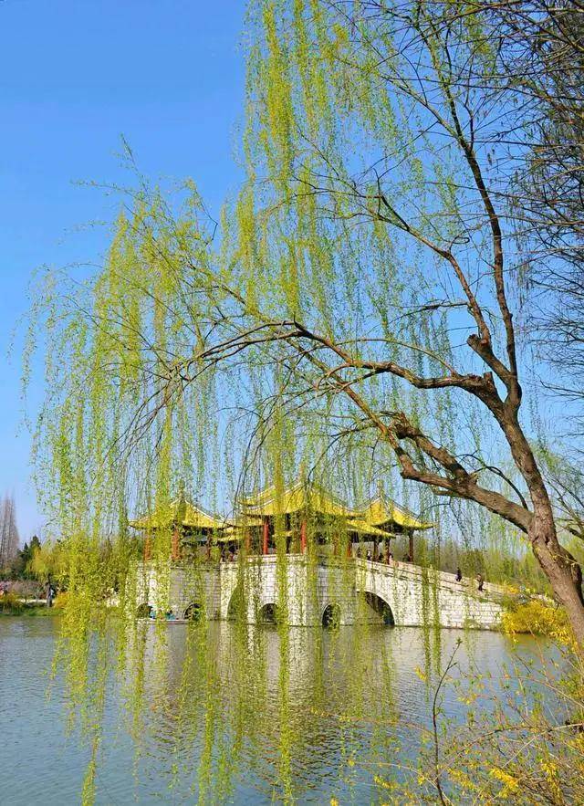 杨柳依依下扬州