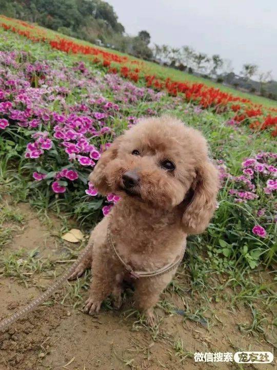 东菀寻狗启事浅棕色泰迪年龄8岁上下牙齿有脱落宠友社发布