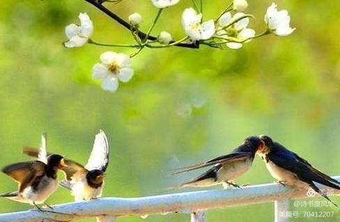 诗咏 紫燕衔春 中国楹联学会野草诗社第八院微刊 总第090期 燕子 河北 旧主