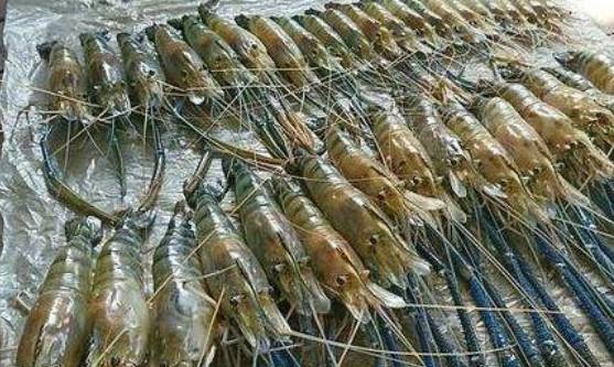 它酷似小龙虾，在湄公河泛滥成灾，1只起码1斤，吃货：虾界巨无霸