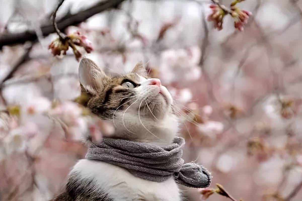 猫猫配樱花真是美到哭