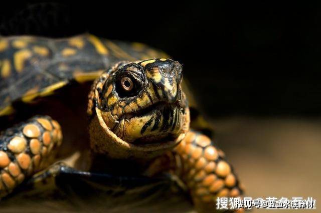 北部锦箱龟的饲养注意事项