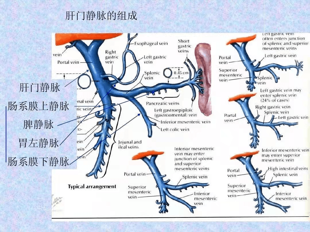 肝门静脉下腔静脉图片