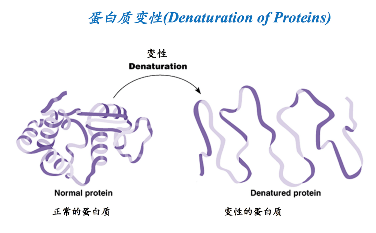 蛋白质变性海报图片