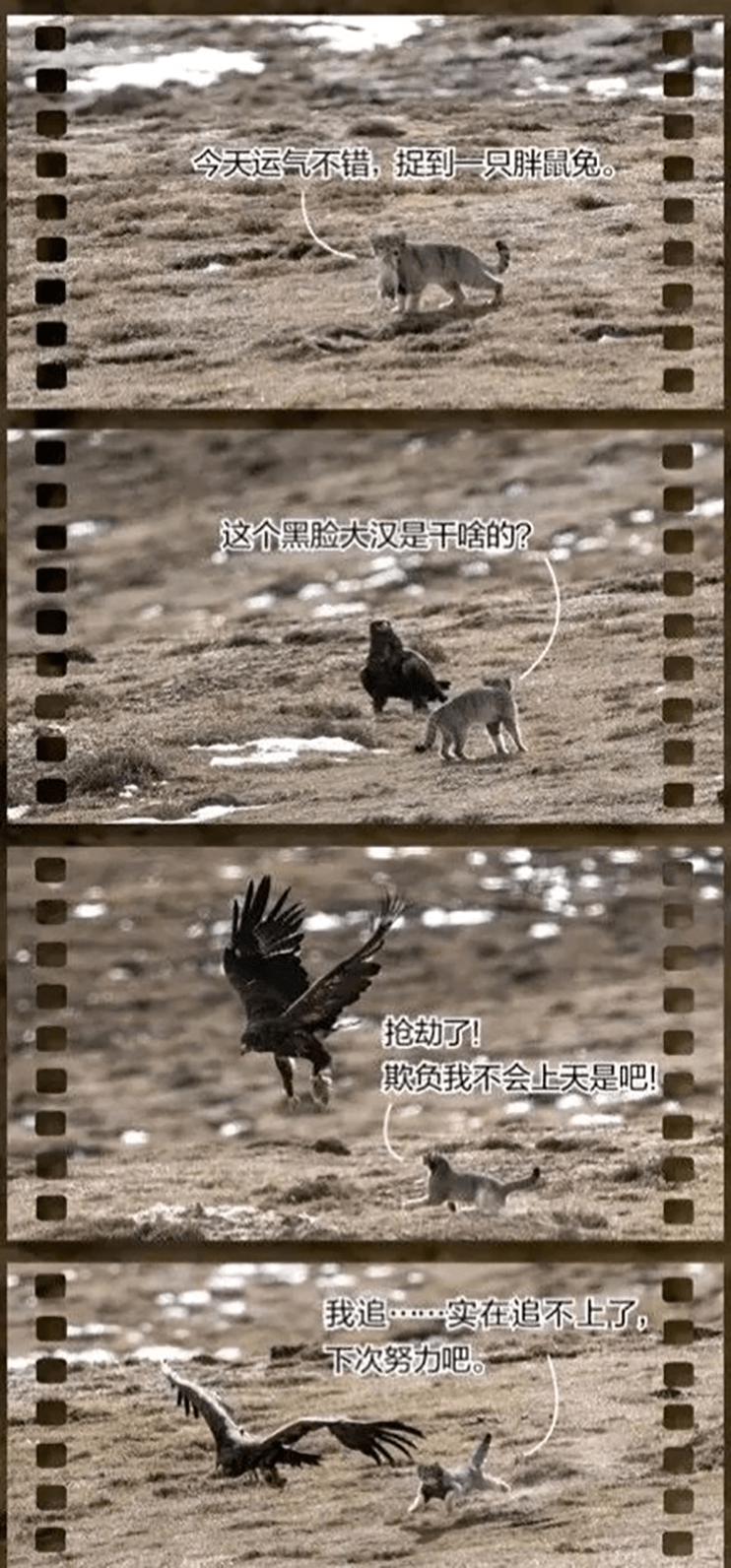 甘孜发现1只兔狲为躲避金雕趴雪地一动不动伪装石头躲过一劫