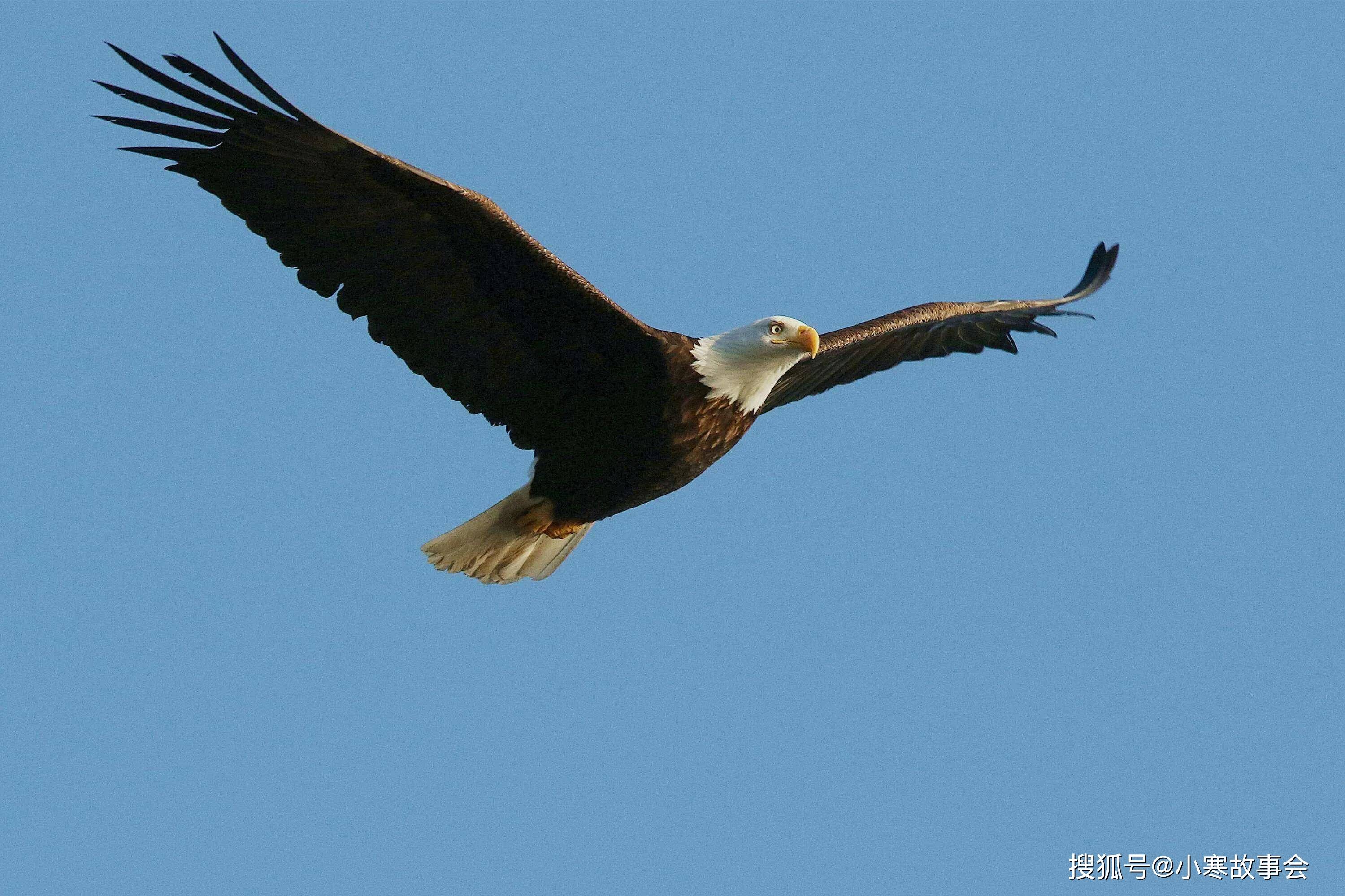 没想到对方就是白鹰妖王的孙子,而且控制了林猎的心神.