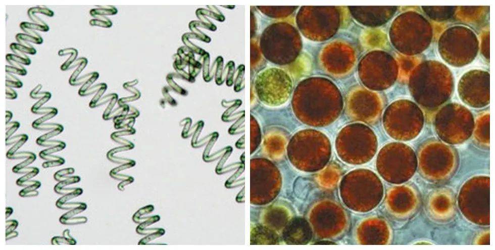 国内外颇具影响力的微藻固碳应用实例