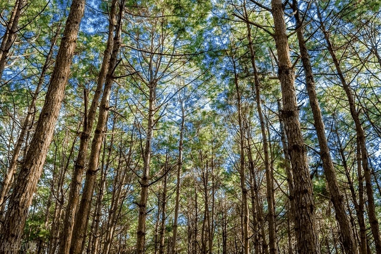 松树在逐年消减,而桉树异军突起,此消彼长,虽然广西人工林呈现出桉树