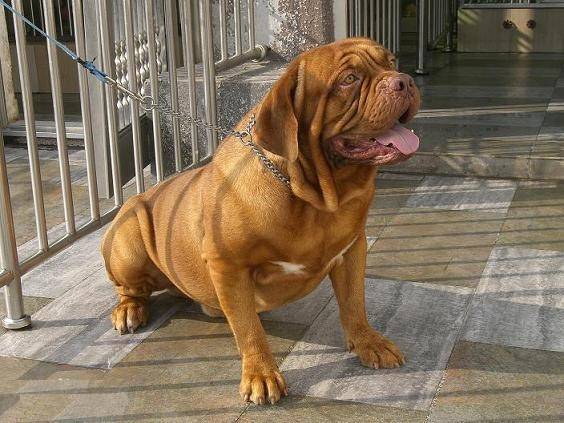 世界上最大,最古老的犬种,万獒之首,威武霸气的马士提夫犬