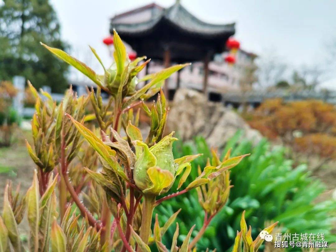 青州古城一城烟雨半城花这里有醉美的江南之春