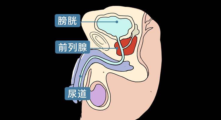 肛门_前列腺_裴熹