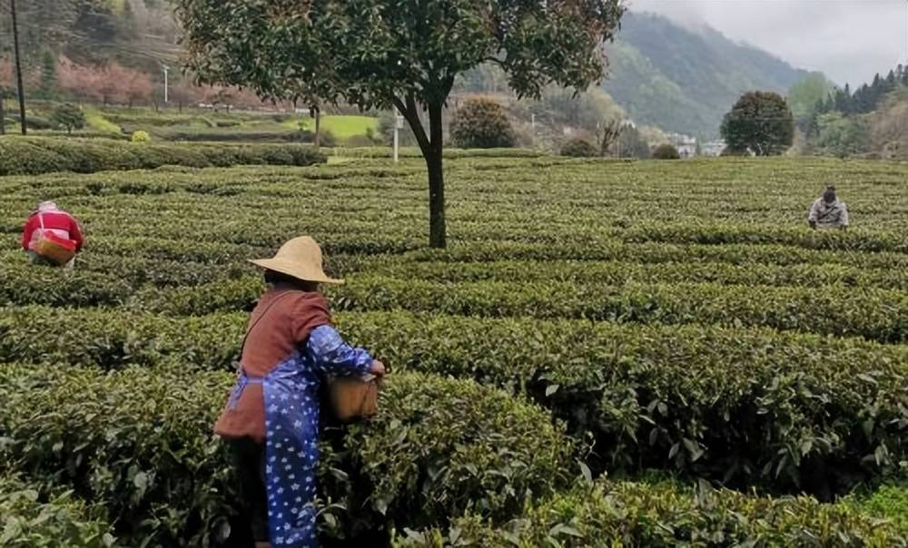 紫阳县双桥镇多举措保障春茶采摘