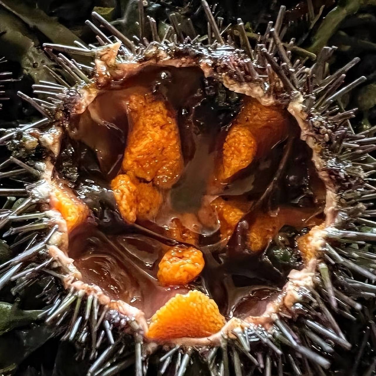 准备一碗清水,将海胆翻过来放在水中轻甩,让内脏脱落.