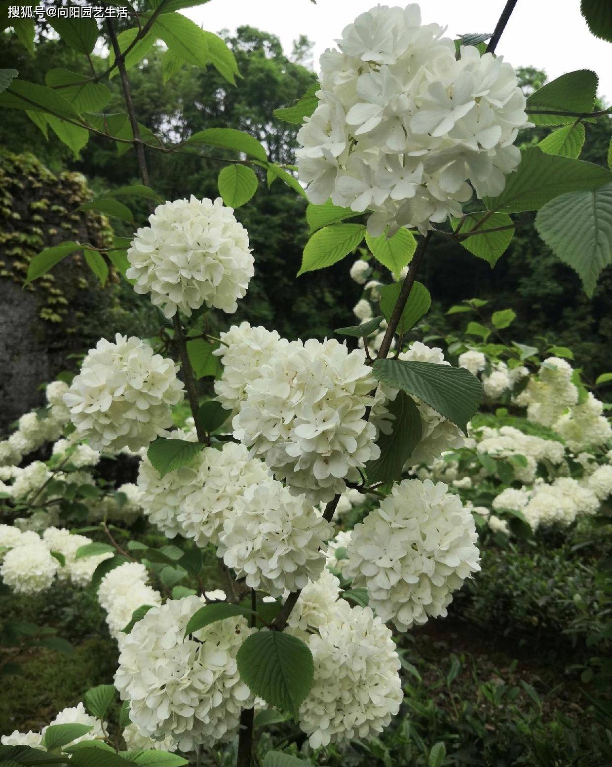 中华木绣球”，开花超美，适合庭院栽种，小心买的假的！_价格_