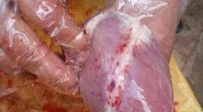 羊肠毒血症解剖图片图片