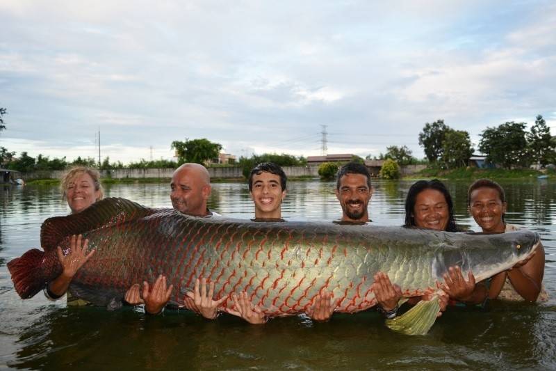 亞馬遜河中霸主以鱷魚食人魚為食巨骨舌魚有多強