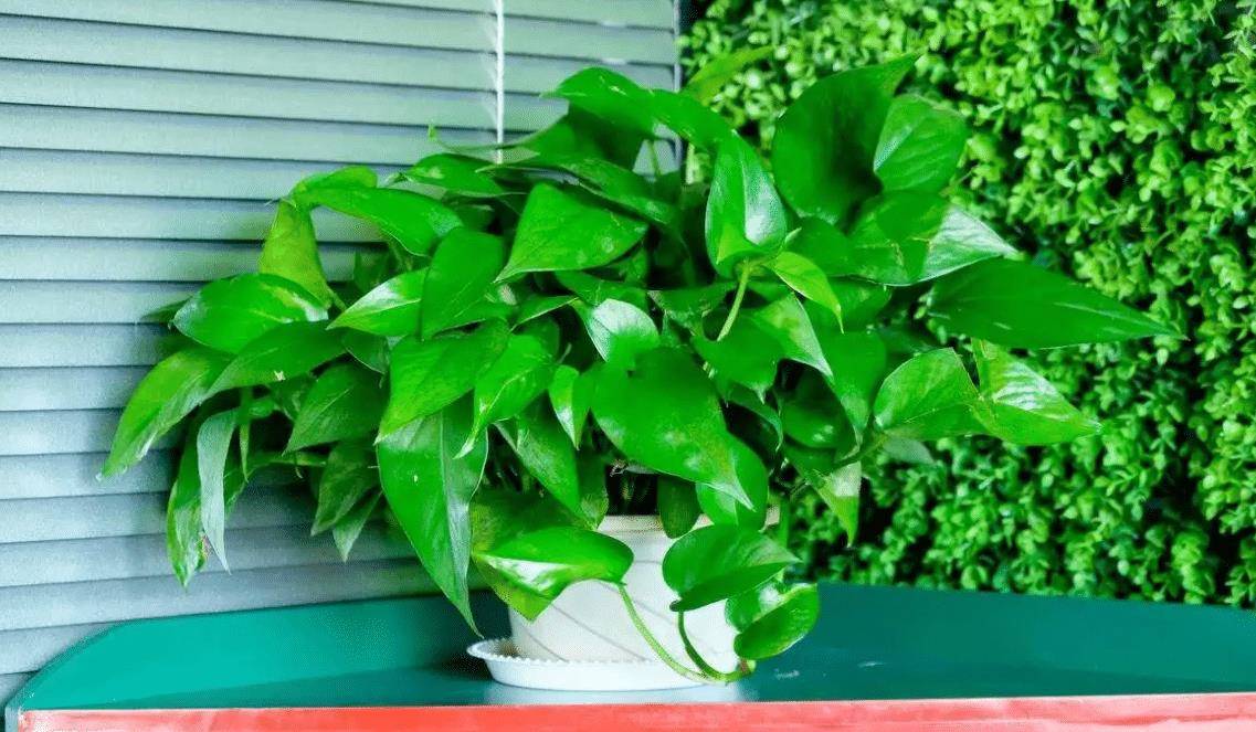 原创俗语一颗绿萝七个鬼家中为何不能放绿萝1条禁忌要谨记