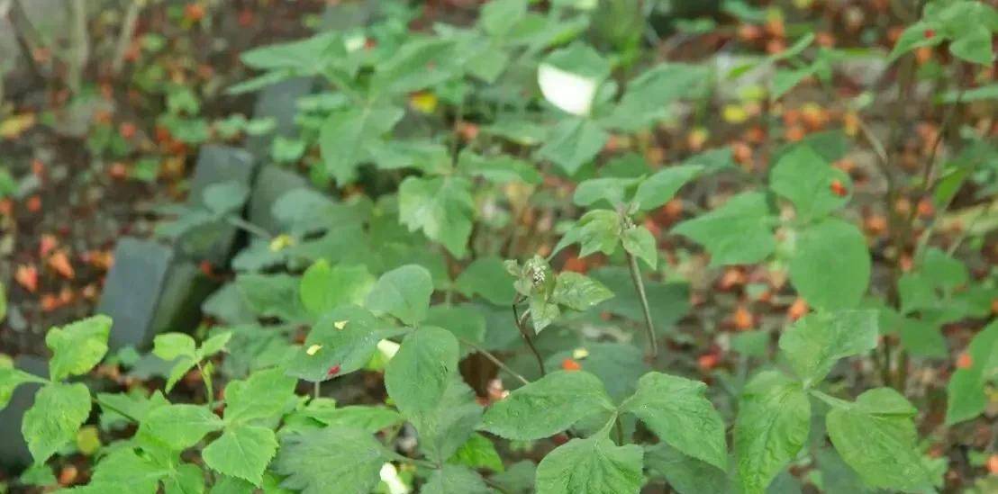 鴨兒芹,俗稱鴨腳板.