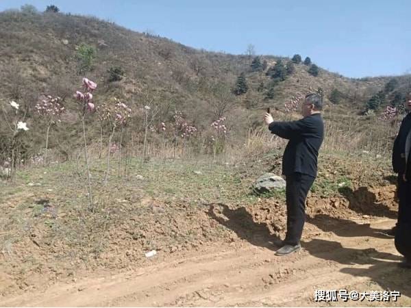 洛寧縣委副書記代縣長王瑞蒞臨楊嶺玉蘭花基地考察指導