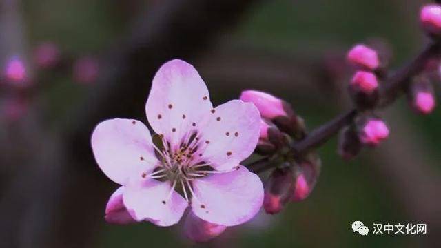 无限春光归故里,桃花岭上有佳期|阅读时光