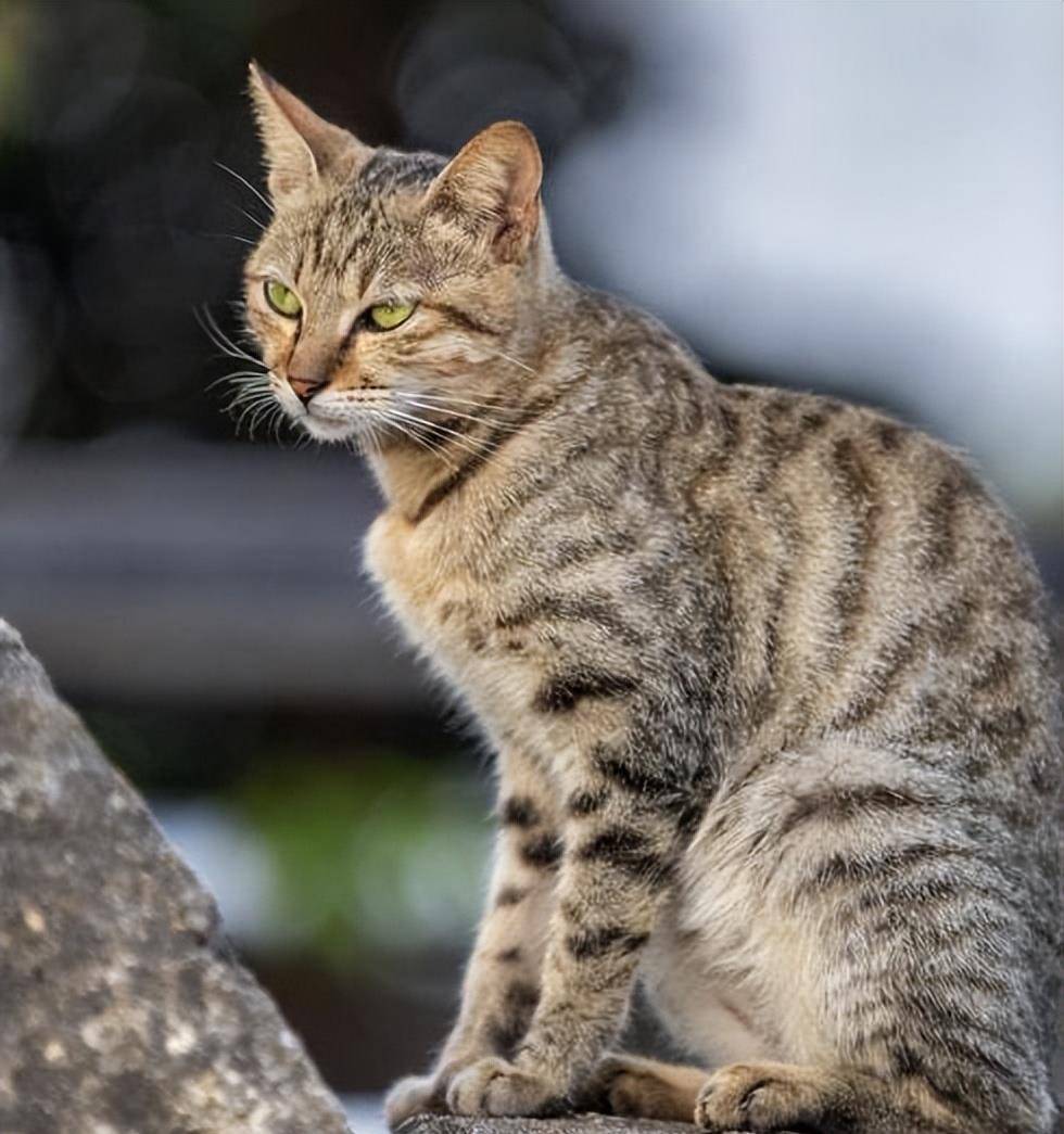 中国狸花猫真实图片