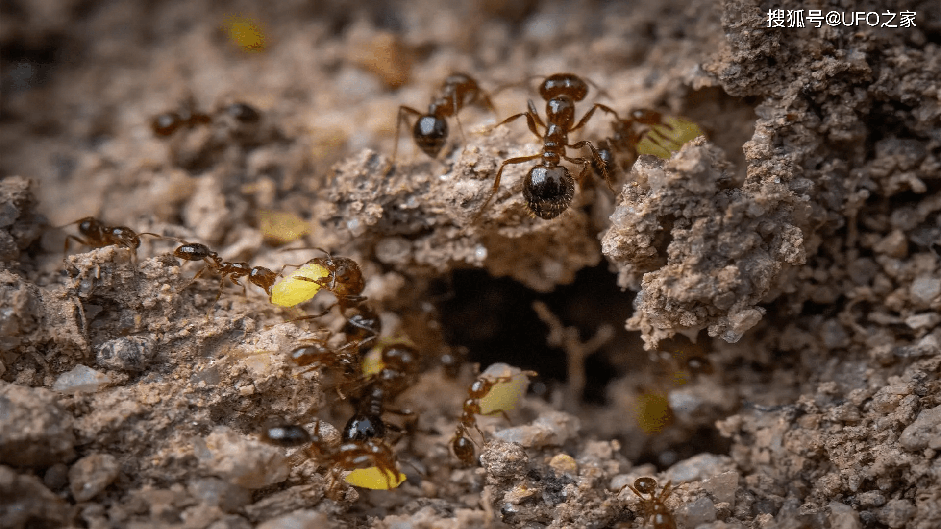 牛头犬蚁和红火蚁图片