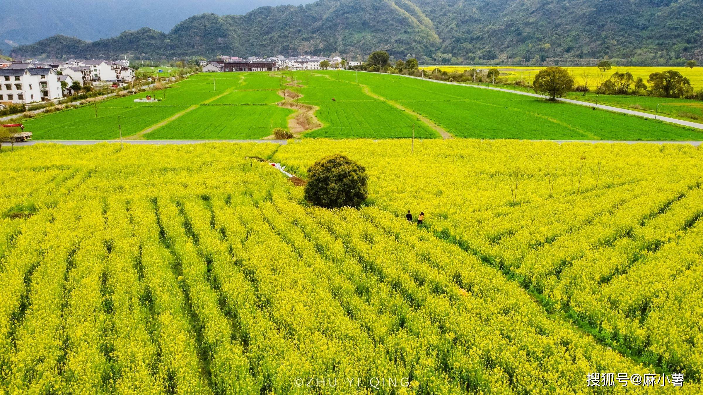 原創杭州有處賞油菜花勝地毗鄰新安江景緻優美300畝花海非常壯觀