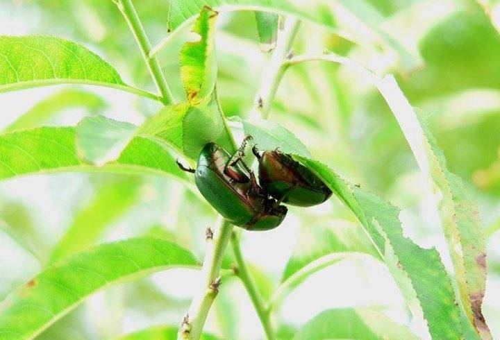 青未了马学民:觅老鸹虫_榆树_罐子_时候