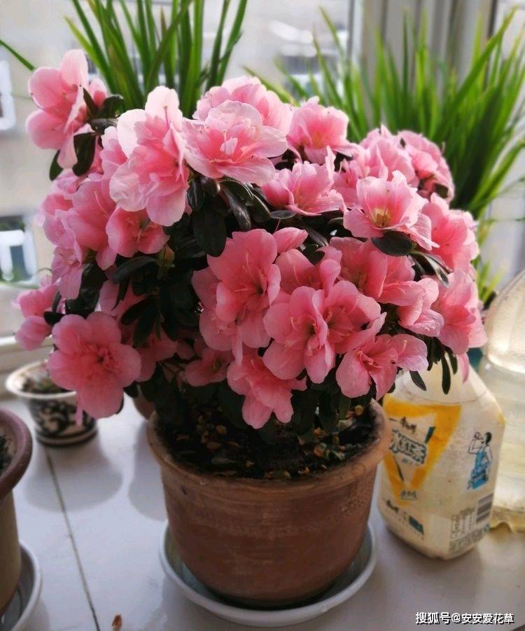 喜欢沾花惹草试试花之珍品小桃红红嫩柔情宛如含情少女