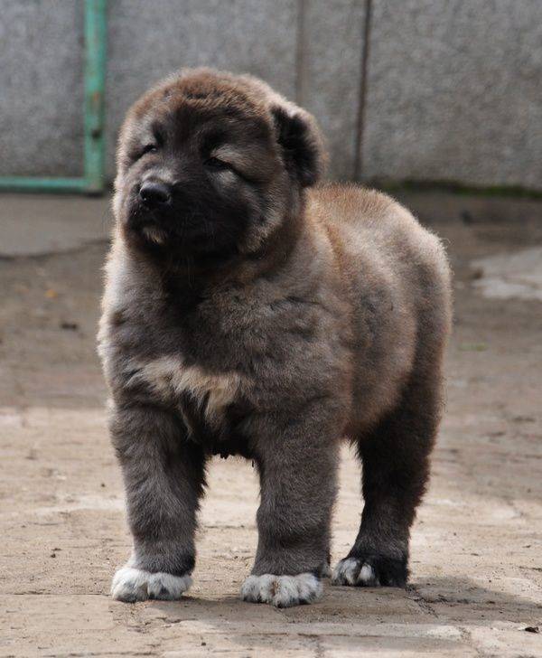 全球最凶猛战斗力最强的高加索犬无愧犬中之王的威名