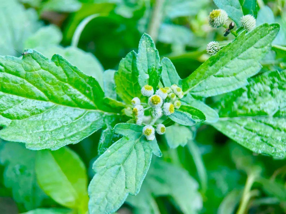 菊科植物開出來花是菊花,小魚眼草也不例外,不過它所開的菊花很有意思