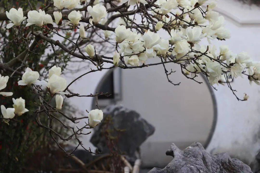 蘇州網師園雲賞花,宅家也能賞美景_座標_松讀_紫藤