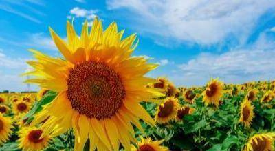 原创唯美文艺的正能量短句积极向上让心灵充满阳光