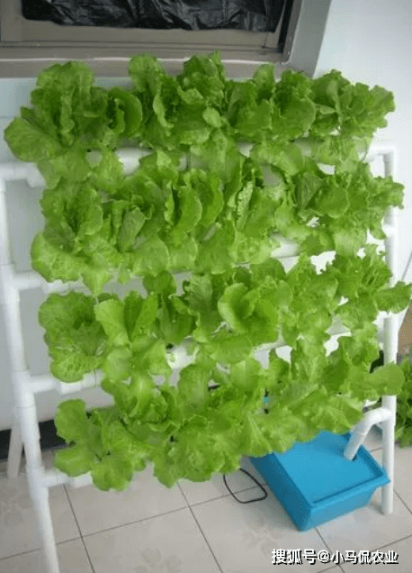 好处在于方便移动,还有一种采用无土立体栽培种菜,优势在于能够最大