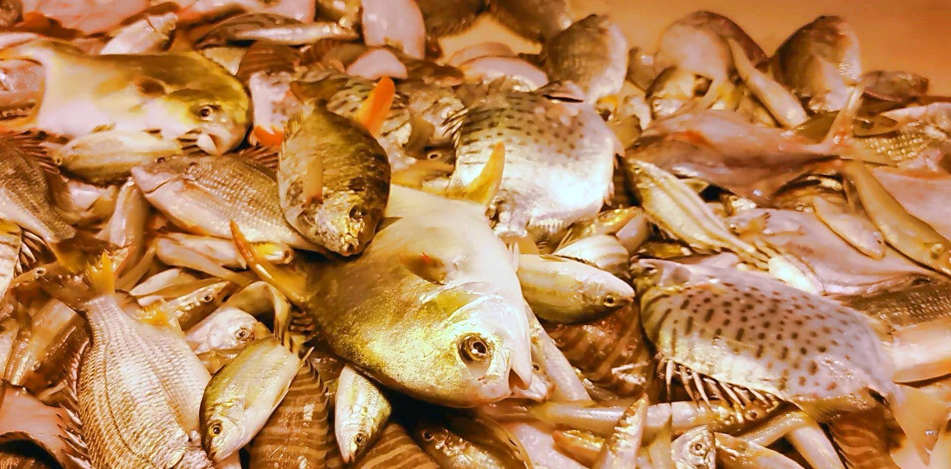 市场博物:湛江遂溪城内市场海鲜(下)-北部湾海鱼