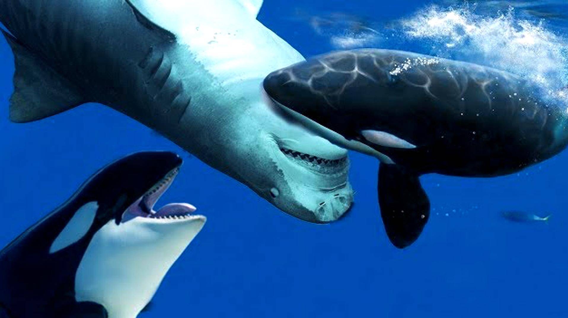 海洋里的顶级杀手虎鲸是如何杀死大白鲨的