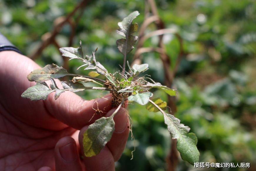 春節吃完大魚大肉不如採些這種野菜解解膩