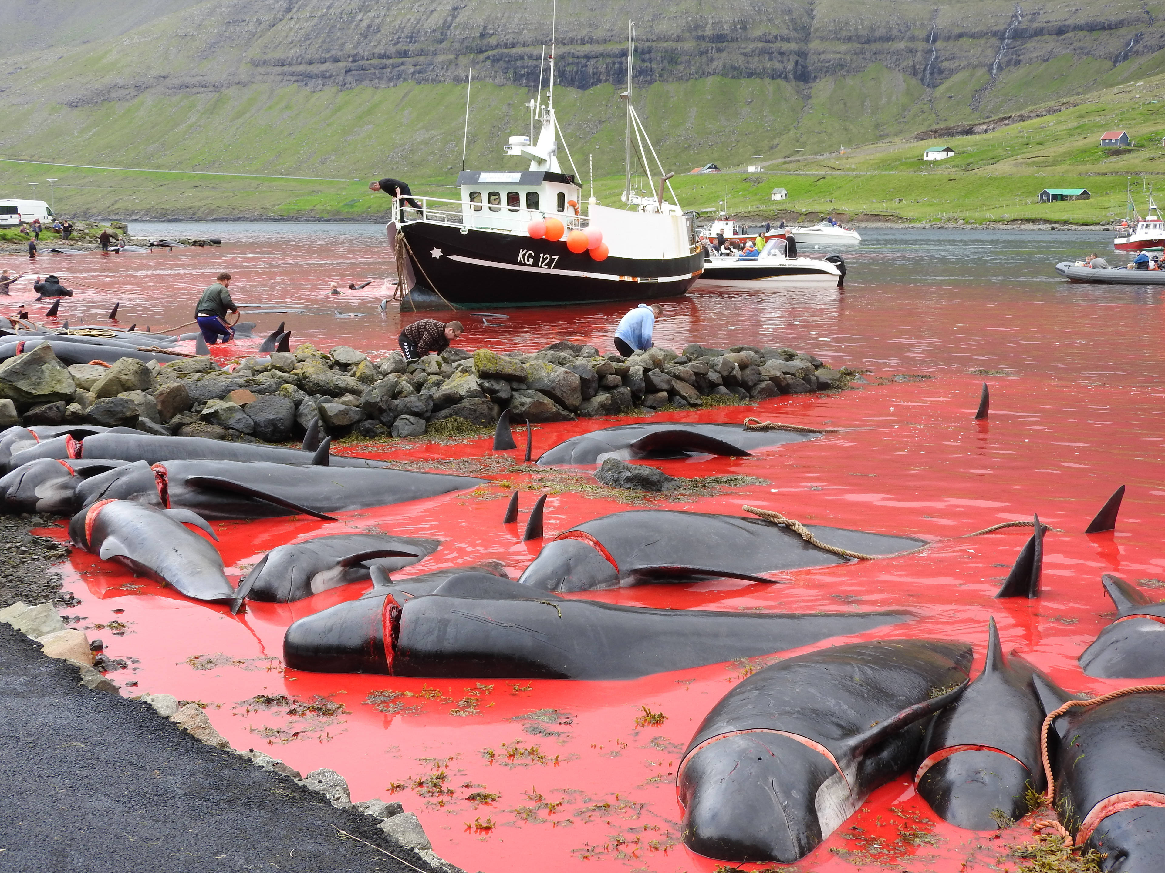 丹麦捕杀175头领航鲸,血染鲸湾引发众怒