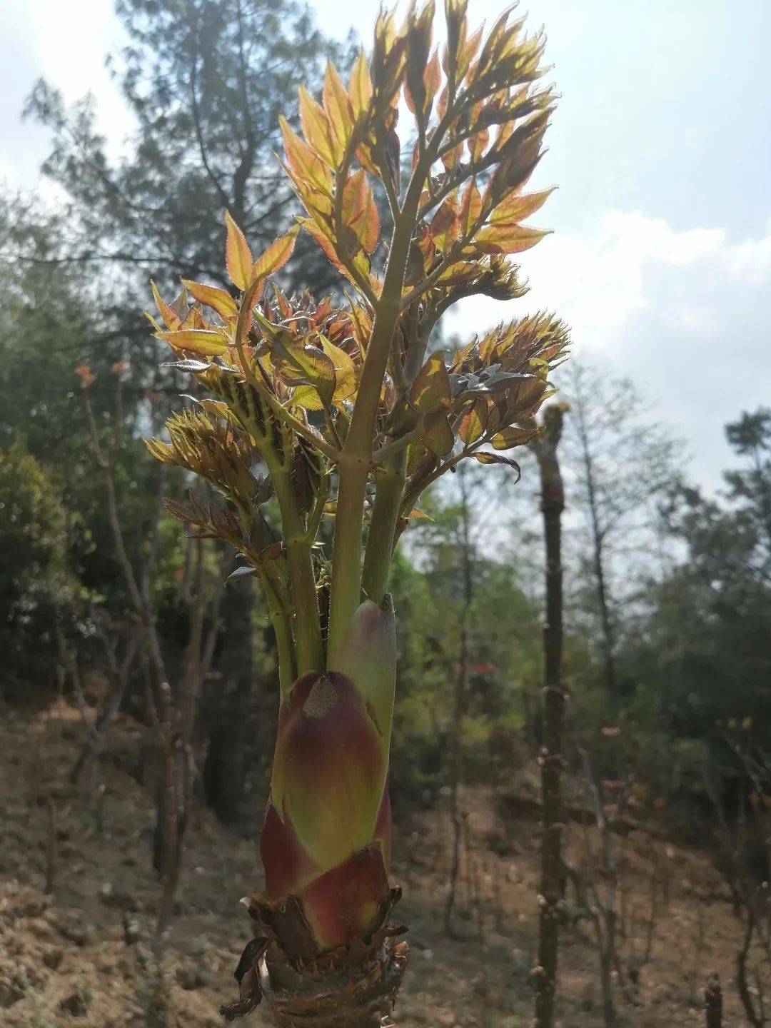 春季尝鲜 "树头菜"_香椿_马站乡_种植