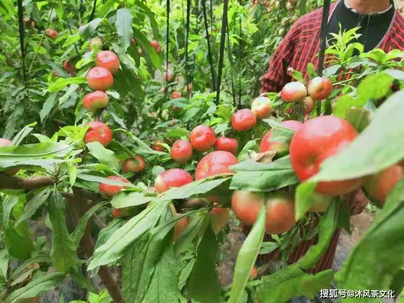 桃子熟了 3月桃花开 种植 南宫万 产业