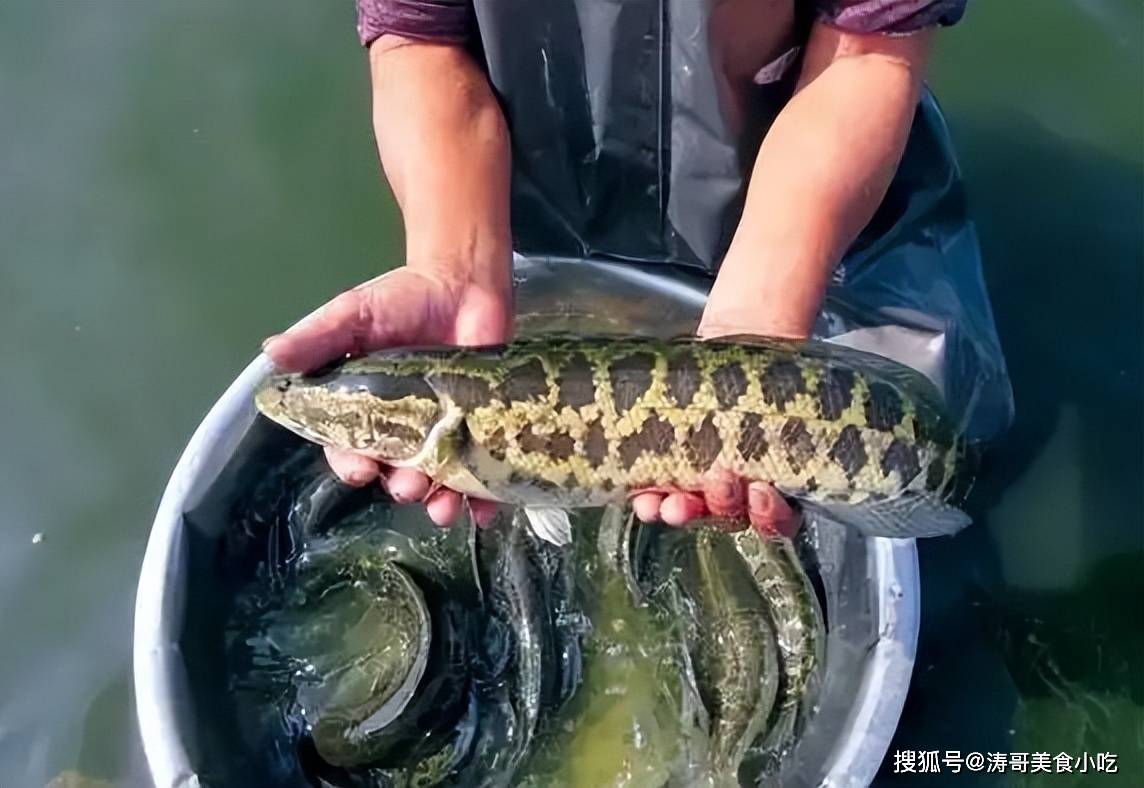 原创我国好吃又便宜的10大淡水鱼个别因长相丑陋被人嫌弃实则大补