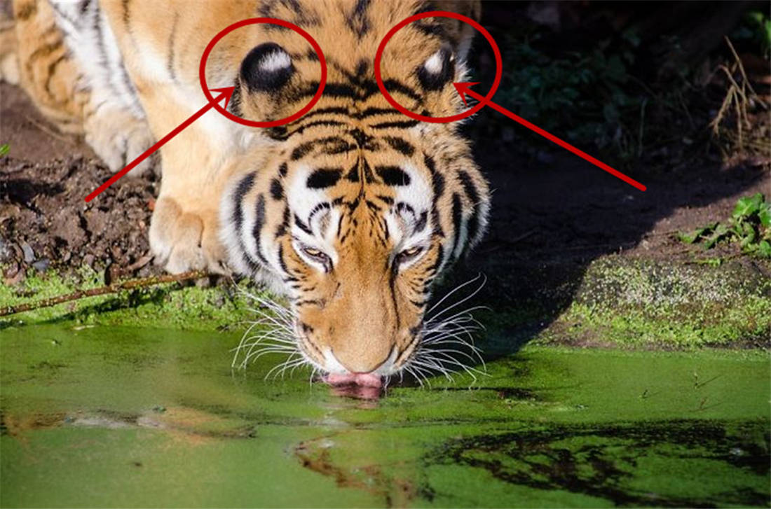黑龙江朝阳沟出现东北虎，耳朵上长“眼睛”，尾巴还能透露情绪