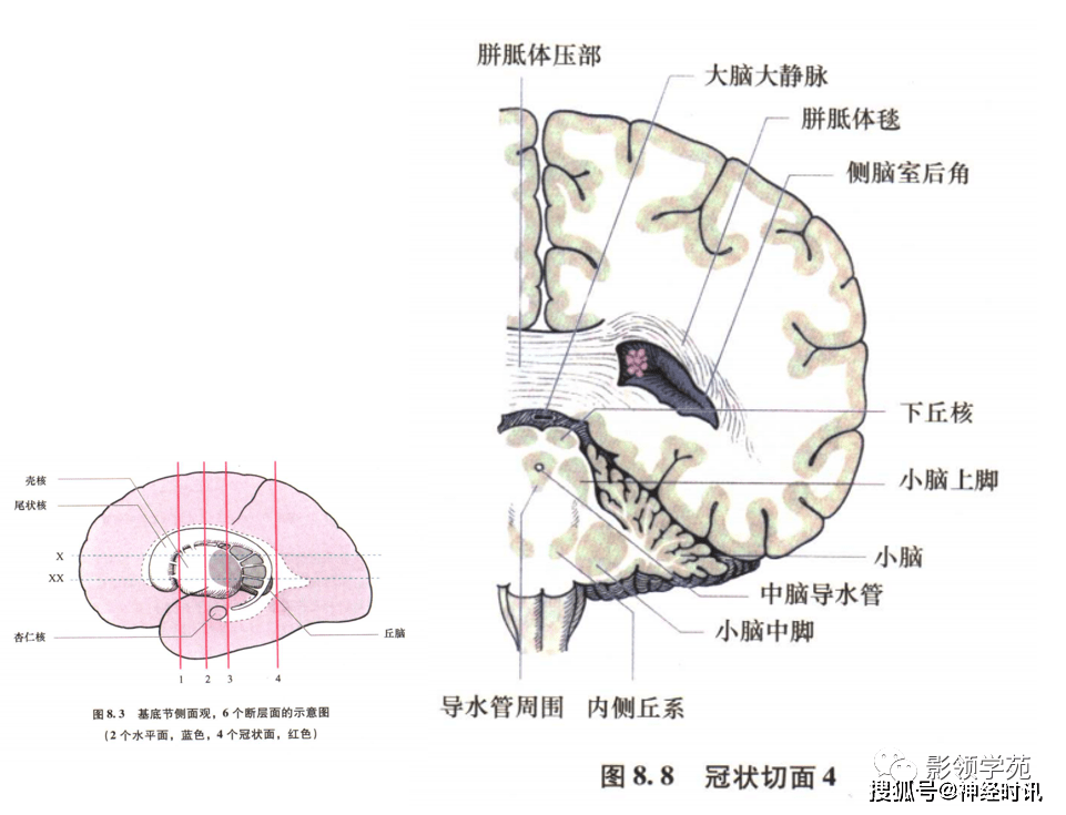 基底节内囊丘脑解剖传导束图太强大了清晰明了