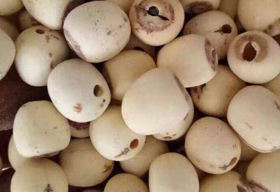 莲商会中药莲子和普通莲子的区别莲子的功效