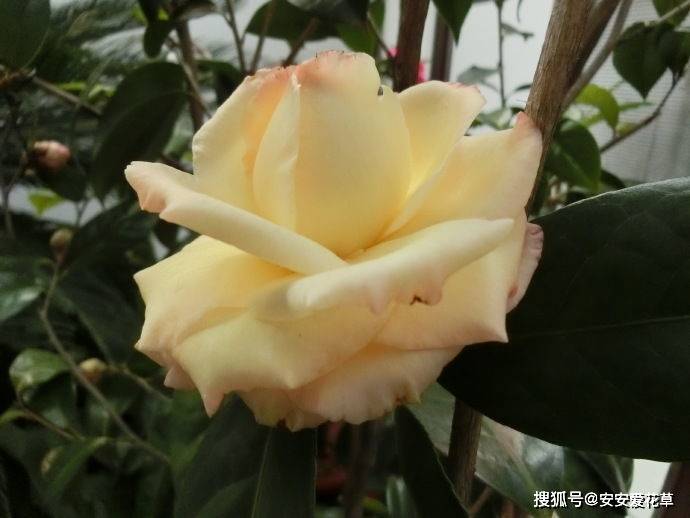 喜欢养花,不如养"珍品茶花"新世纪,开花娇美胜牡丹,沁人心脾