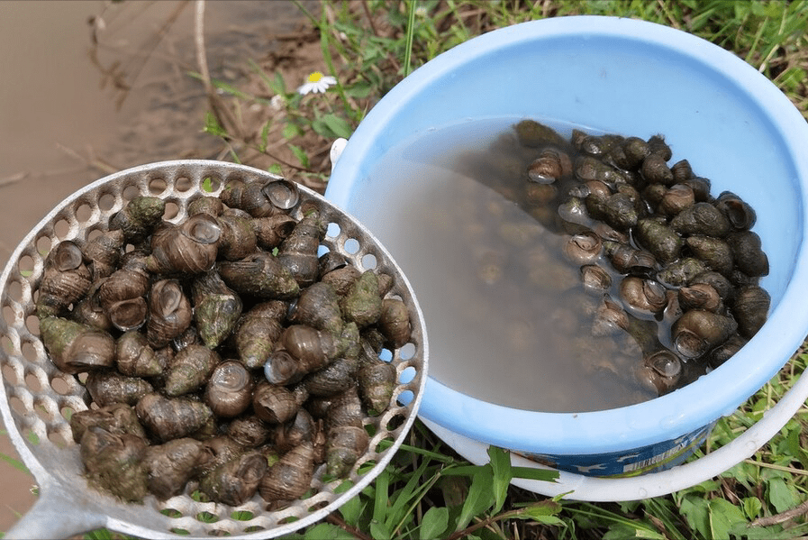 河南5小伙捕捞螺蛳被抓引来网友纷纷留言螺蛳现在也受保护了