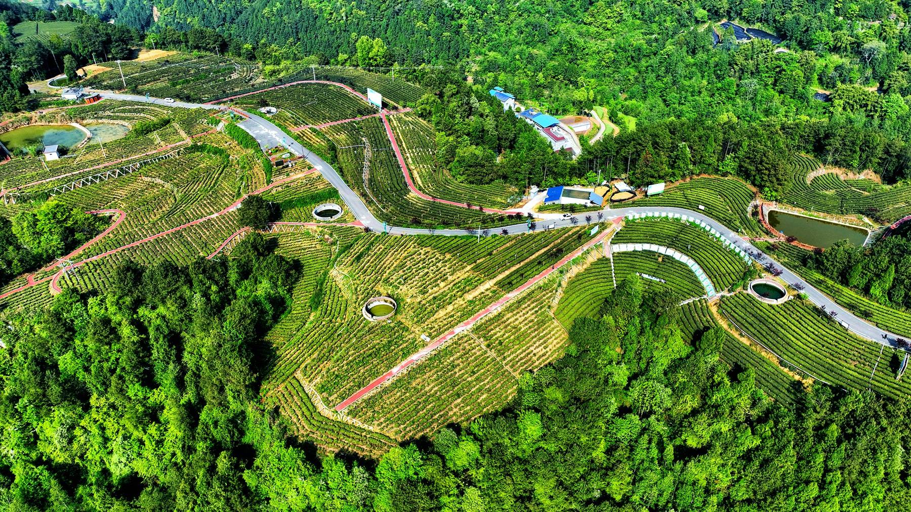 旺苍县_茶叶_元元