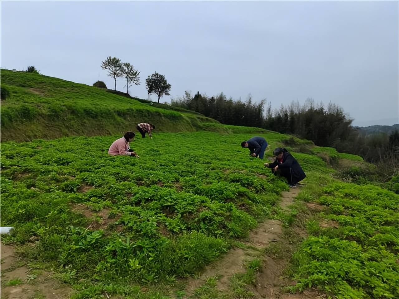 种植中药材致富图片