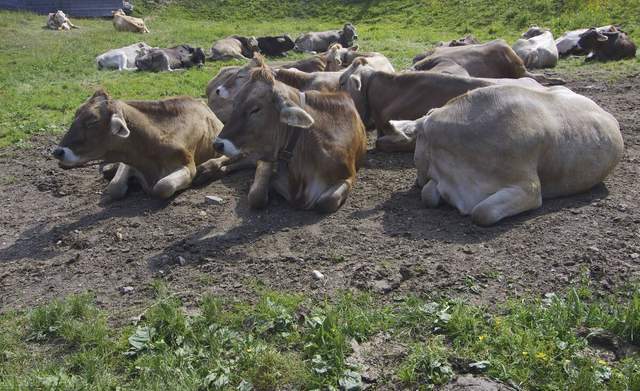 俄罗斯牛品种图片