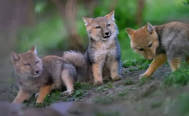 甘肃祁连山有5只藏狐幼崽出没，夹缝中求生存，躲避金雕防范兔狲